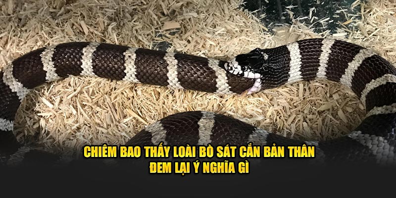 Chiêm bao thấy loài bò sát cắn bản thân đem lại ý nghĩa gì