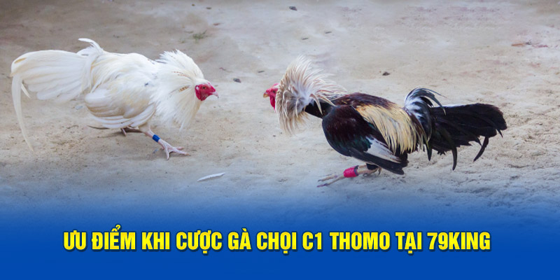 Ưu điểm khi cược gà chọi C1 Thomo tại 79King